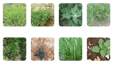 wheat fields weedicide wheat fields weedicide