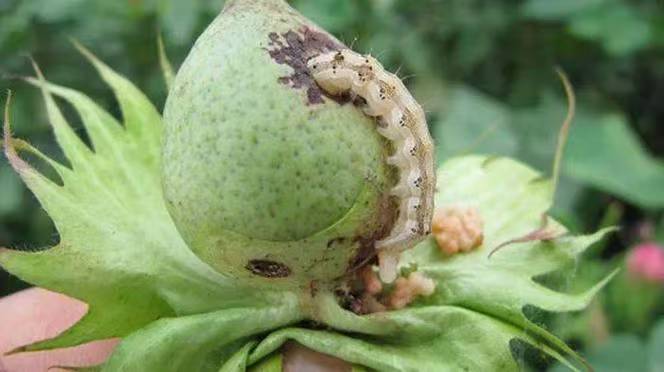 Control pests