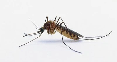 combat pests