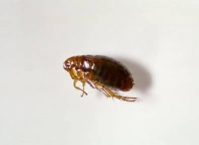 Control pests