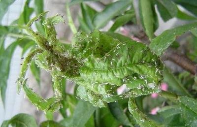 combat pests