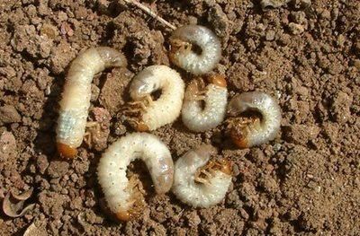 Control pests
