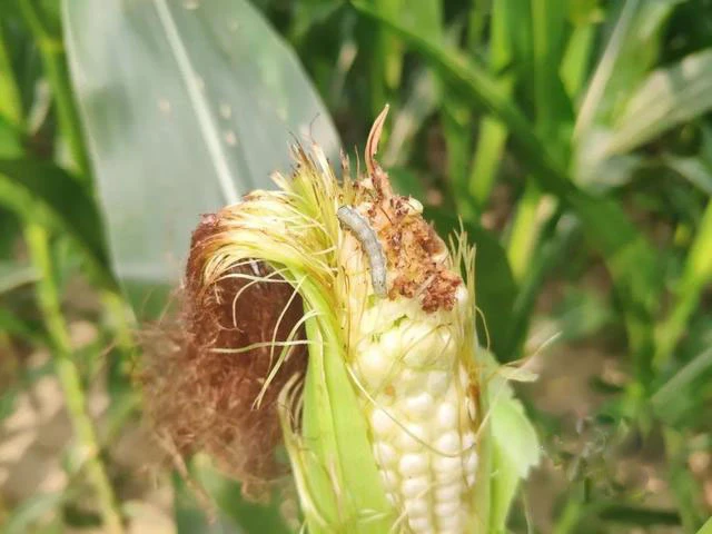 Control pests